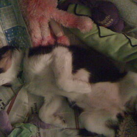 Maggie is zoo moe