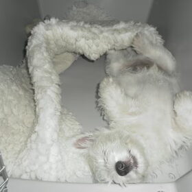 Puppy Bink. :)