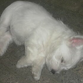 Puppy Bink :)
