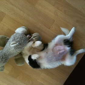 Mijn knuffel schaap