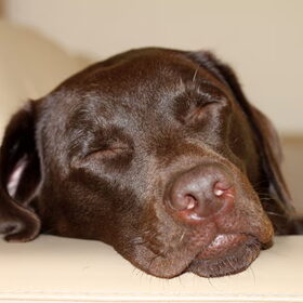 sleepie