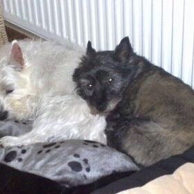 Iggy en Chelsea