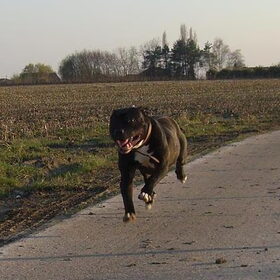 Flying Dog