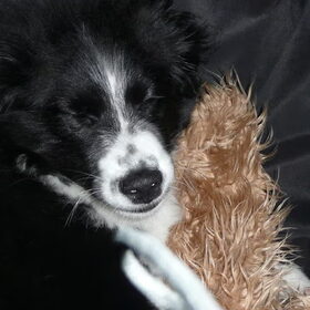slapen met de knuffel