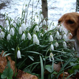 lente
