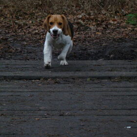 diessel in actie