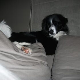 woody de poes =)