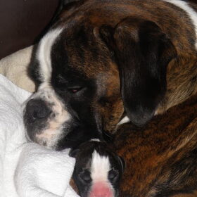 Samen