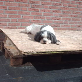Geen titel