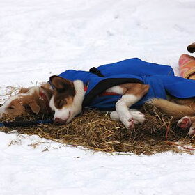 Legolas & Zora, Finnmarkslopet 2011