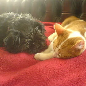 samen slapen