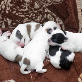 Samen slapen