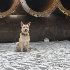 Hannuman op het strand