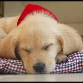 Dreaming of cookies