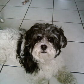 sparky