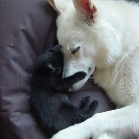 friends for life