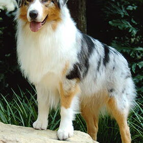 bonnie