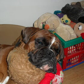 Doortje met haar nestknuffel.