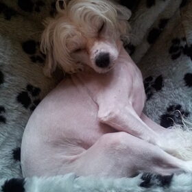 Pippin
