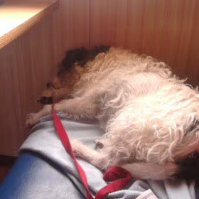 Ons slapende Lizzie
