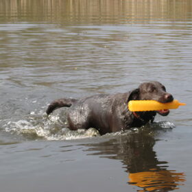Als een vis in het water.