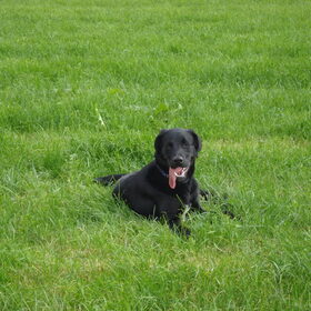 Max in het zonnetje in het weiland