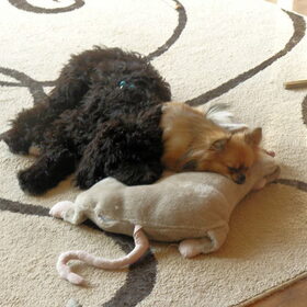 kruim en buddy