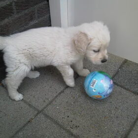 Rocca s eerste bal