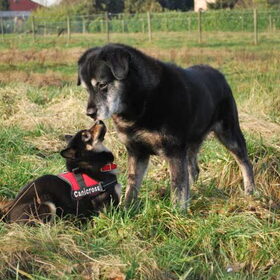 Liefde is... Even Stoppen Met Spelen Om Elkaar Een Neusje…