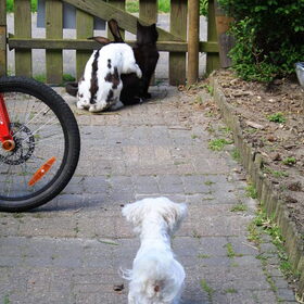 Tétu kijkt naar: Konijn op Kater?????????????