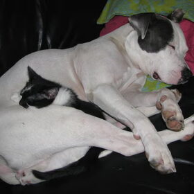 zo lief