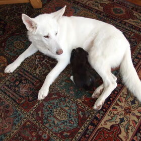 Die kitten bij je laten zuigen nu zijn moeder weg is.