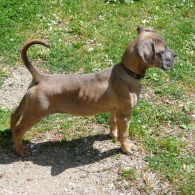 jack(cane corso) ziet van alles is nieuwschierig