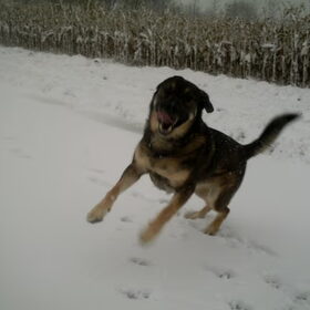 rexy