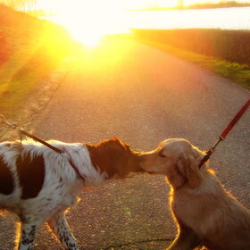 A kiss at sunset