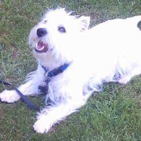 Buddy