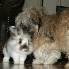 Punky en Whoopy