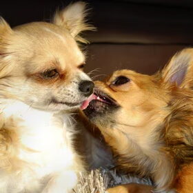 Samen koetelen in het zonnetje, liefdevol en vertrouwd..