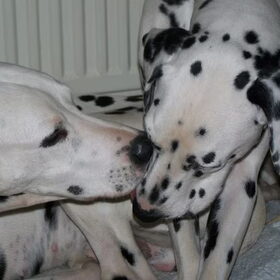 Kussie