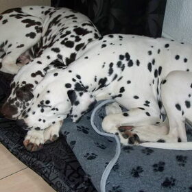 samen slapen