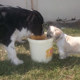 SAMEN UIT EEN EMMER DRINKEN