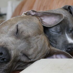 samen slapen