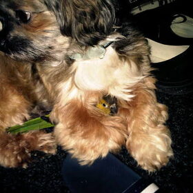 Tyson & Rupy beste vriendjes