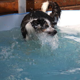 Waterbekkie