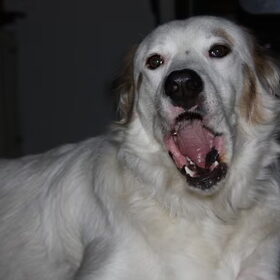 Pratende hond