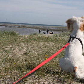 zucht, de laatste dag op het strand...