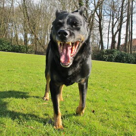 gevaarlijke hond