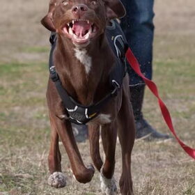 Evil dog on the run!