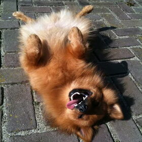 Vos had het zoooow warm!