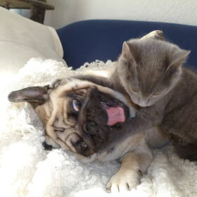 Cat attack